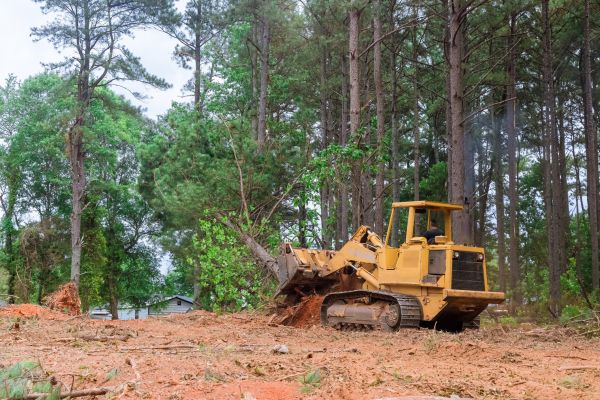 Trees Clearing in Mount Vernon