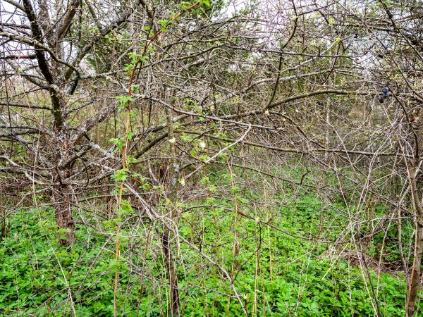 Underbrush Clearing in Mount Vernon