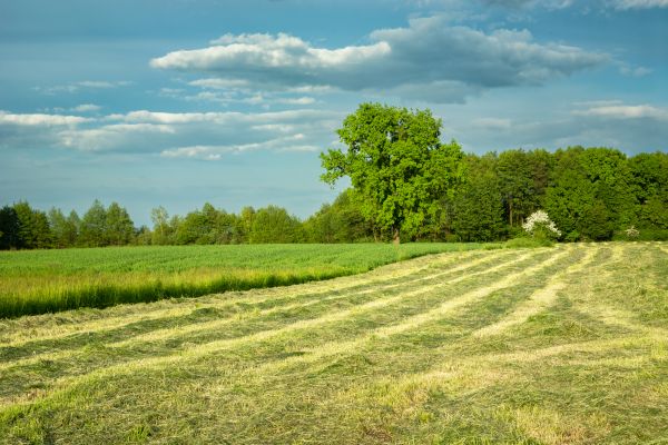 Vegetation Removal in Mount Vernon