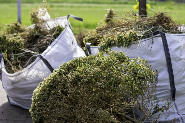 Bushes Clearing in Mount Vernon