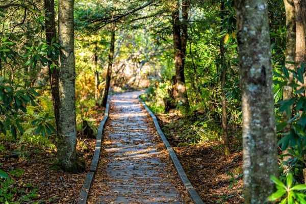 Trail Clearing in Mount Vernon
